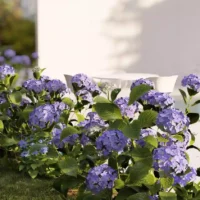Hydrangea-macrophylla-hortensia-bleu-3D-fleur-jardin-piscine-buisson-fleurs-vegetaux-studio-l4m-lumion-fbx