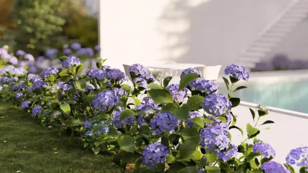 Hydrangea-macrophylla-hortensia-bleu-3D-fleur-jardin-piscine-buisson-fleurs-vegetaux-studio-l4m-lumion-fbx