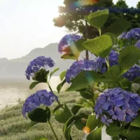 Hydrangea-macrophylla-hortensia-bleu-3D-fleur-lac-buisson-fleurs-vegetaux-studio-l4m-lumion-fbx