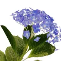 Hydrangea-macrophylla-hortensia-bleu-3D-fleur-tige-plante-buisson-fleurs-vegetaux-studio-l4m-lumion-fbx