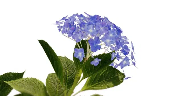Hydrangea-macrophylla-hortensia-bleu-3D-fleur-tige-plante-buisson-fleurs-vegetaux-studio-l4m-lumion-fbx