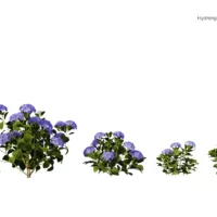 Hydrangea-macrophylla-hortensia-bleu-3D-variantes-plante-buisson-fleurs-vegetaux-studio-l4m-lumion-fbx