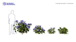 Hydrangea-macrophylla-hortensia-bleu-3D-variantes-plante-buisson-fleurs-vegetaux-studio-l4m-lumion-fbx