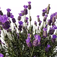 Lavandula-stoechas-lavande-papillon-3D-global-plante-fleurs-violette-vegetaux-studio-l4m-lumion-fbx