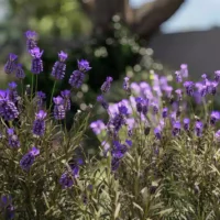 Lavandula-stoechas-lavande-papillon-3D-jardin-plante-fleurs-violette-vegetaux-studio-l4m-lumion-fbx