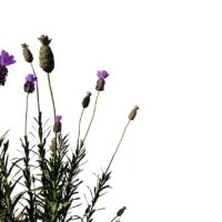 Lavandula-stoechas-lavande-papillon-3D-tiges-plante-fleurs-violette-vegetaux-studio-l4m-lumion-fbx