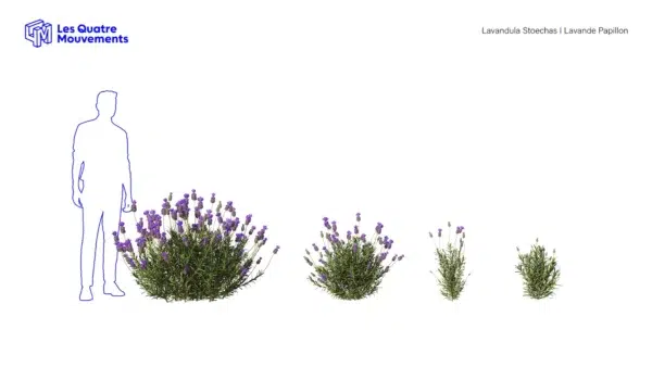 Lavandula-stoechas-lavande-papillon-3D-variantes-plante-fleurs-violette-vegetaux-studio-l4m-lumion-fbx