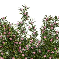 NERIUM-OLEANDER-3D-plante-vegetaux-Laurier-Rose-branches-studio-l4m-lumion-fbx