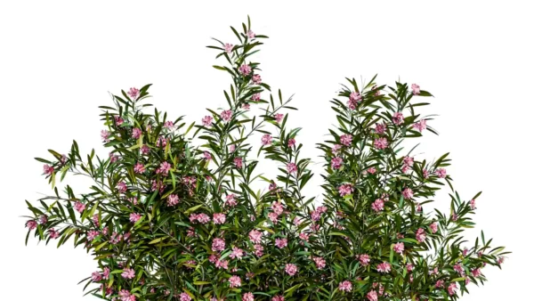 NERIUM-OLEANDER-3D-plante-vegetaux-Laurier-Rose-branches-studio-l4m-lumion-fbx