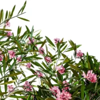 NERIUM-OLEANDER-3D-plante-vegetaux-Laurier-Rose-feuilles-studio-l4m-lumion-fbx