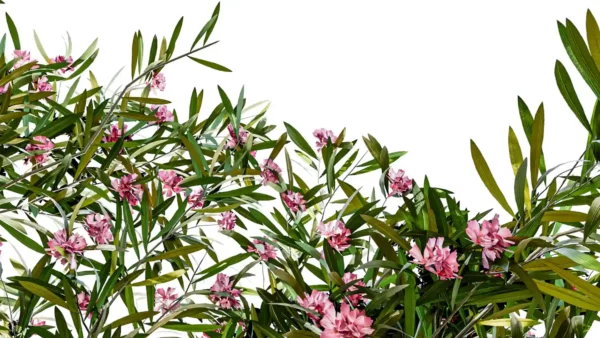 NERIUM-OLEANDER-3D-plante-vegetaux-Laurier-Rose-feuilles-studio-l4m-lumion-fbx