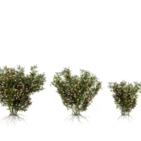 NERIUM-OLEANDER-3D-plante-vegetaux-Laurier-Rose-tailles-studio-l4m-lumion-fbx