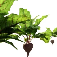 Beta-vulgaris-betterave-3D-champ-légume-plante-vegetaux-tubercule-studio-l4m-lumion-fbx