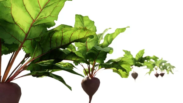 Beta-vulgaris-betterave-3D-champ-légume-plante-vegetaux-tubercule-studio-l4m-lumion-fbx