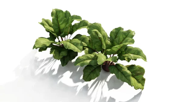 Beta-vulgaris-betterave-3D-global-légume-plante-vegetaux-tubercule-studio-l4m-lumion-fbx