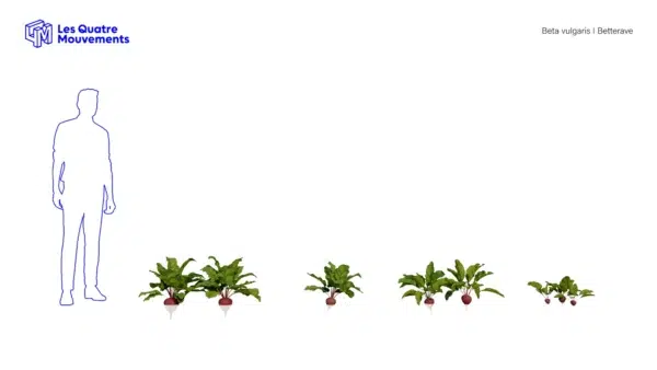 Beta-vulgaris-betterave-3D-variantes-légume-plante-vegetaux-tubercule-studio-l4m-lumion-fbx