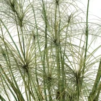 CYPERUS-PAPYRUS-3D-plante-vegetaux-Papyrus-branches-studio-l4m-lumion-fbx