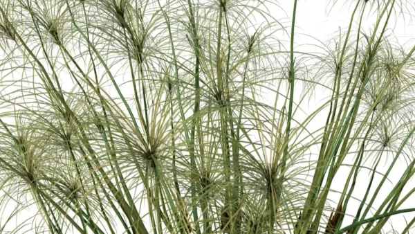 CYPERUS-PAPYRUS-3D-plante-vegetaux-Papyrus-branches-studio-l4m-lumion-fbx