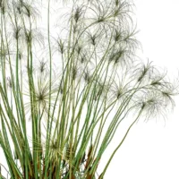 CYPERUS-PAPYRUS-3D-plante-vegetaux-Papyrus-ensemble-studio-l4m-lumion-fbx