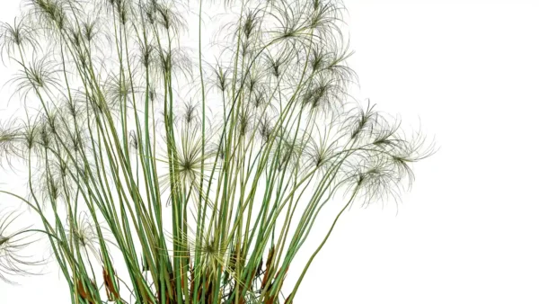 CYPERUS-PAPYRUS-3D-plante-vegetaux-Papyrus-ensemble-studio-l4m-lumion-fbx