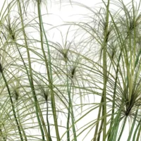 CYPERUS-PAPYRUS-3D-plante-vegetaux-Papyrus-feuilles-studio-l4m-lumion-fbx