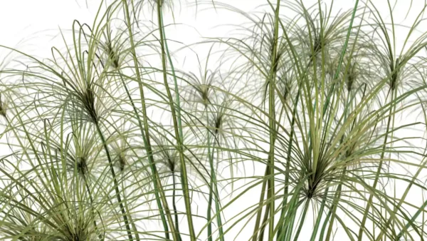 CYPERUS-PAPYRUS-3D-plante-vegetaux-Papyrus-feuilles-studio-l4m-lumion-fbx