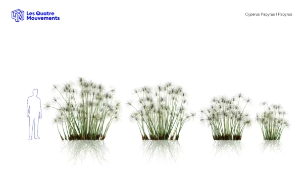 CYPERUS-PAPYRUS-3D-plante-vegetaux-Papyrus-tailles-studio-l4m-lumion-fbx