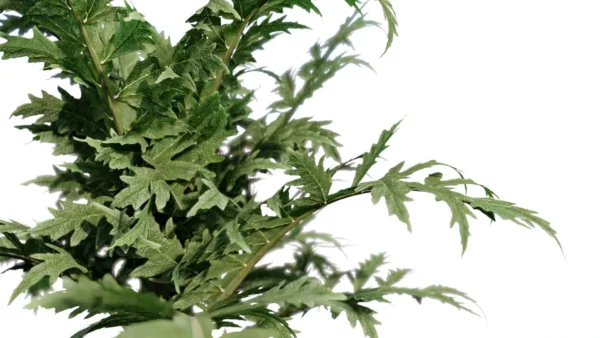 Cynara-scolymus-artichaut-3D-feuilles-plante-legume-vegetaux-studio-l4m-lumion-fbx