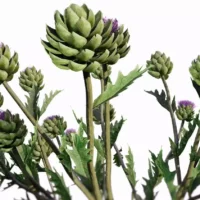 Cynara-scolymus-artichaut-3D-fleur-plante-legume-vegetaux-studio-l4m-lumion-fbx
