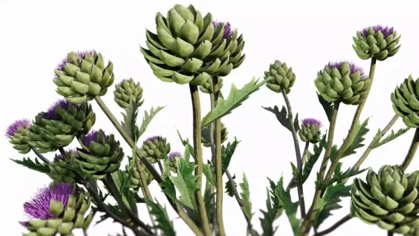 Cynara-scolymus-artichaut-3D-fleur-plante-legume-vegetaux-studio-l4m-lumion-fbx