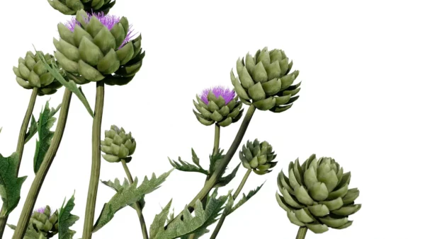 Cynara-scolymus-artichaut-3D-fleurs-side-plante-legume-vegetaux-studio-l4m-lumion-fbx