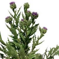 Cynara-scolymus-artichaut-3D-global-plante-legume-vegetaux-studio-l4m-lumion-fbx