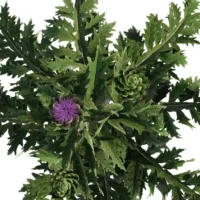 Cynara-scolymus-artichaut-3D-top-plante-legume-vegetaux-studio-l4m-lumion-fbx