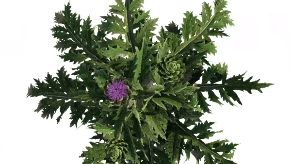 Cynara-scolymus-artichaut-3D-top-plante-legume-vegetaux-studio-l4m-lumion-fbx