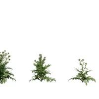Cynara-scolymus-artichaut-3D-variantes-plante-legume-vegetaux-studio-l4m-lumion-fbx