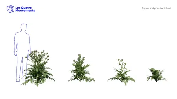 Cynara-scolymus-artichaut-3D-variantes-plante-legume-vegetaux-studio-l4m-lumion-fbx