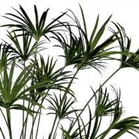 Cyperus-alternifolius-papyrus-ombrelle-3D-branches-plante-haie-aquatique-vegetaux-studio-l4m-lumion-fbx