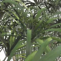 Cyperus-alternifolius-papyrus-ombrelle-3D-feuilles-plante-haie-aquatique-vegetaux-studio-l4m-lumion-fbx