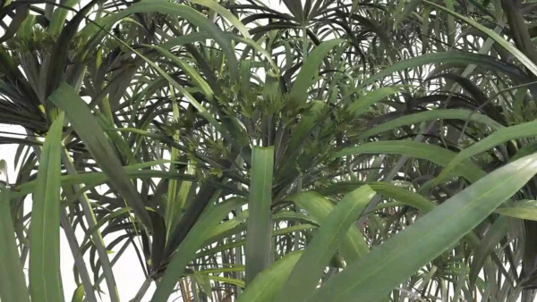 Cyperus-alternifolius-papyrus-ombrelle-3D-feuilles-plante-haie-aquatique-vegetaux-studio-l4m-lumion-fbx