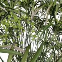Cyperus-alternifolius-papyrus-ombrelle-3D-tiges-plante-haie-aquatique-vegetaux-studio-l4m-lumion-fbx