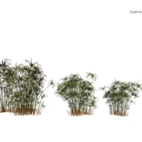 Cyperus-alternifolius-papyrus-ombrelle-3D-variantes-plante-haie-aquatique-vegetaux-studio-l4m-lumion-fbx
