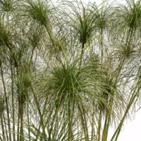 Cyperus-papyrus-3D-branches-plante-haie-aquatique-vegetaux-studio-l4m-lumion-fbx