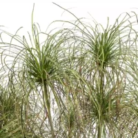 Cyperus-papyrus-3D-feuillage-plante-haie-aquatique-vegetaux-studio-l4m-lumion-fbx