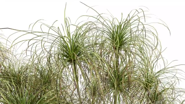 Cyperus-papyrus-3D-feuillage-plante-haie-aquatique-vegetaux-studio-l4m-lumion-fbx