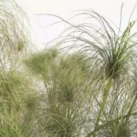 Cyperus-papyrus-3D-tiges-plante-haie-aquatique-vegetaux-studio-l4m-lumion-fbx