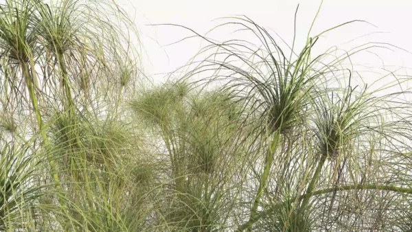 Cyperus-papyrus-3D-tiges-plante-haie-aquatique-vegetaux-studio-l4m-lumion-fbx