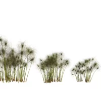 Cyperus-papyrus-3D-variantes-plante-haie-aquatique-vegetaux-studio-l4m-lumion-fbx