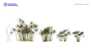 Cyperus-papyrus-3D-variantes-plante-haie-aquatique-vegetaux-studio-l4m-lumion-fbx