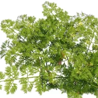 Daucus-carota-carotte-3D-feuillage-plante-légume-vegetaux-studio-l4m-lumion-fbx