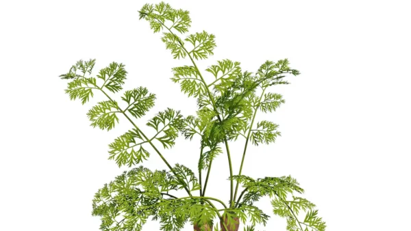 Daucus-carota-carotte-3D-feuilles-plante-légume-vegetaux-studio-l4m-lumion-fbx